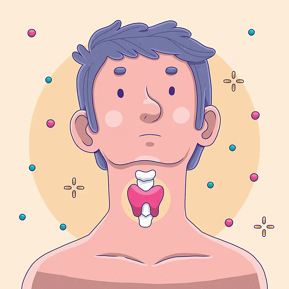 Illustration showing thyroid